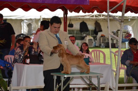 Lord Goldess Blonde Shine