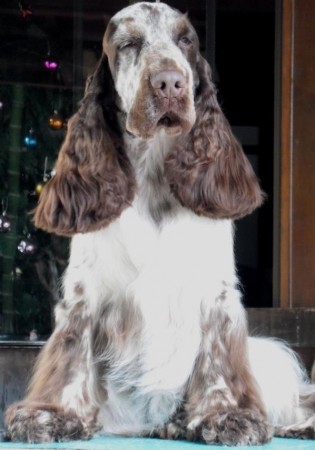 JCo Lord Goldess Henry Morgan