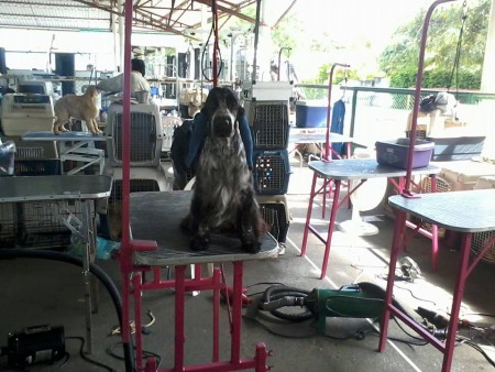 JCo Lord Goldess Truffa